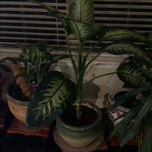 Meet your Posher, Barry